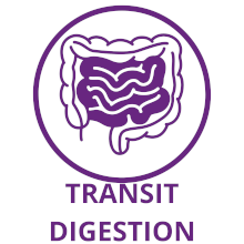 transit - digestion